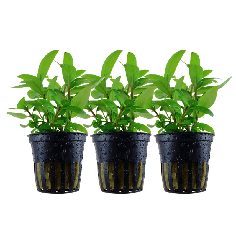 Aquarium Pflanze 3 Stück Staurogyne repens Wasserpflanze Tropica Nr.049G Set Jetzt Bestellen