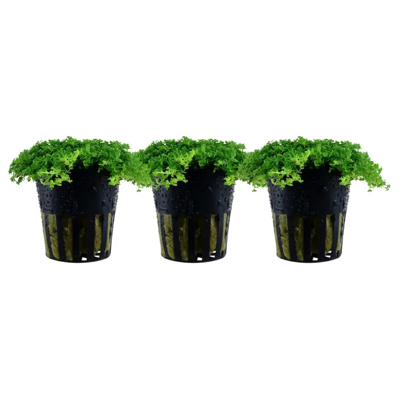 Aquarium Pflanze 3 Stück Hemianthus callitrichoides Wasserpflanze Nr.048B Set Must-Have