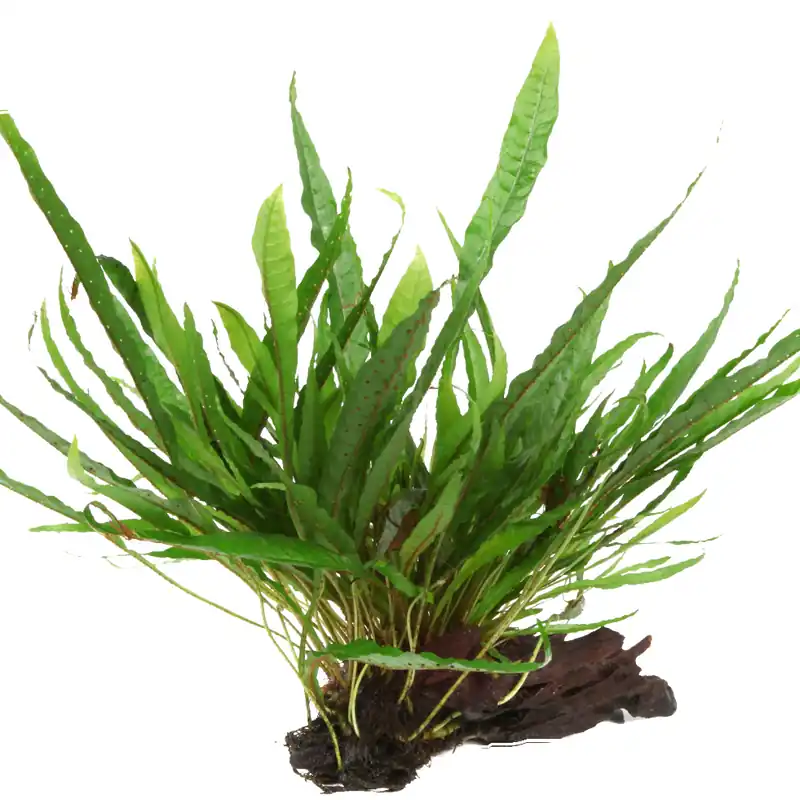 Aquarium Pflanze Microsorum pteropus Javafarn auf Wurzel Tropica Nr.008 YWS Zertifiziert