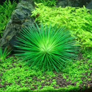 Must-Have Aquarium Pflanze Eriocaulon cinereum Tropica Nr.091 TC in Vitro