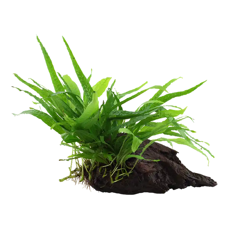 Aquarium Pflanze Microsorum pteropus 'Narrow' auf Wurzel Tropica Nr.008A YWS Garantierte Lieferung