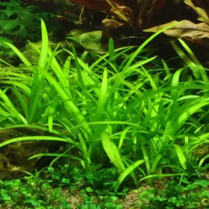 Aktuell Aquarium Pflanze Sagittaria subulata Tropica Nr.079 TC in Vitro