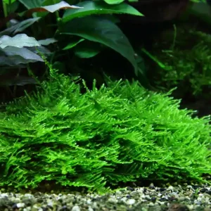 Aquarium Pflanze In Vitro 3 Stück Moos Taxiphyllum 'Spiky' Wasserpflanze Nr.003G TC Set Günstig