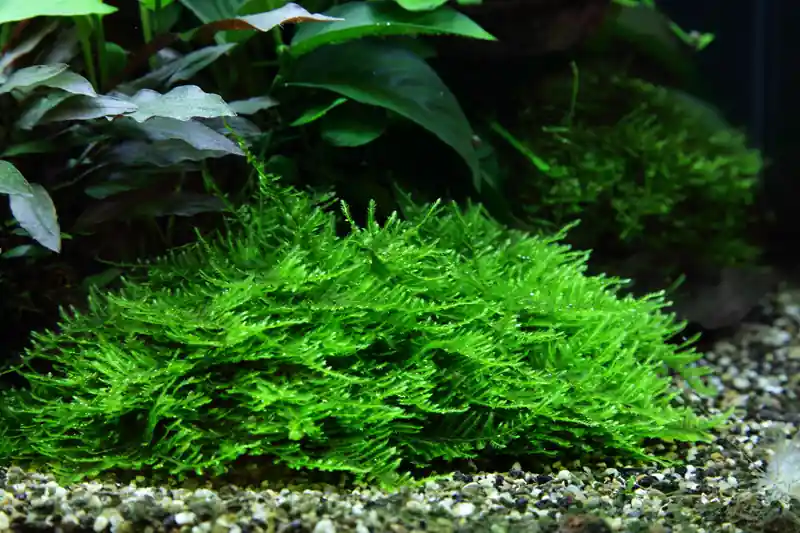 Aquarium Pflanze In Vitro 3 Stück Moos Taxiphyllum 'Spiky' Wasserpflanze Nr.003G TC Set Günstig