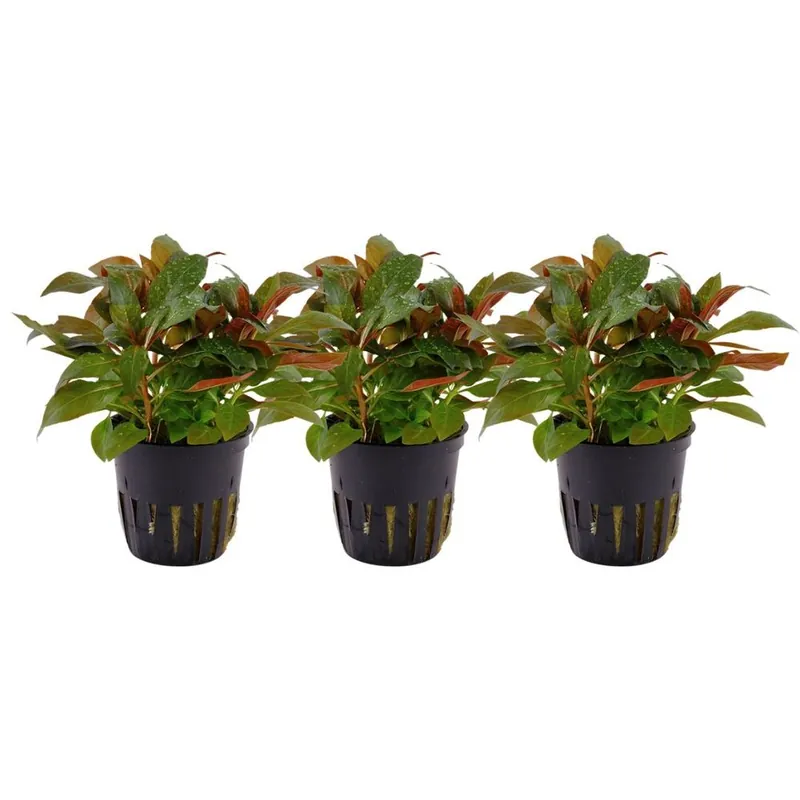 Aquarium Pflanze 3 Stück Ludwigia glandulosa perennis Nr.335A Set Bestpreis