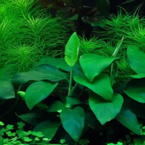 Aquarium Pflanze Anubias barteri nana Tropica Nr.101 TC in Vitro Ausverkauf