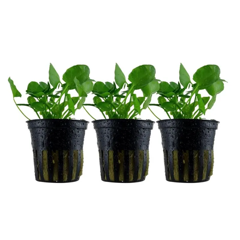 Aquarium Pflanze 3 Stück Nymphoides hydrophylla 'Taiwan' Wasserpflanze Nr.041B Set Preisreduziert