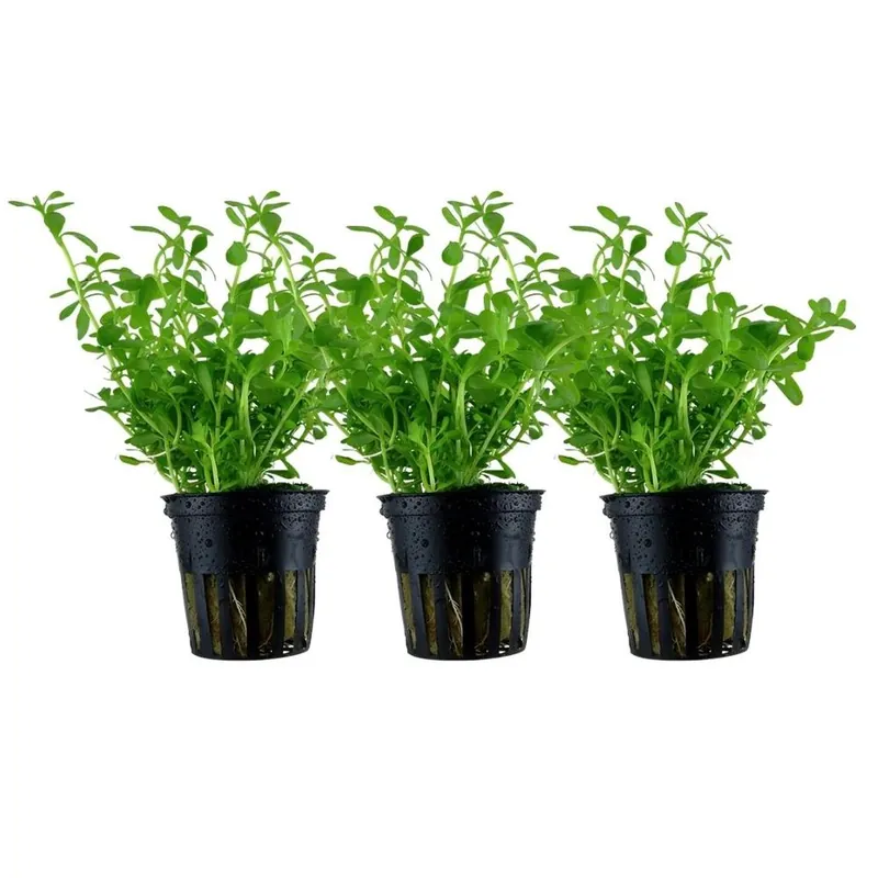 Aquarium Pflanze 3 Stück Bacopa monnieri 'Compact' Wasserpflanze Topf Nr.344A Set Neuheit