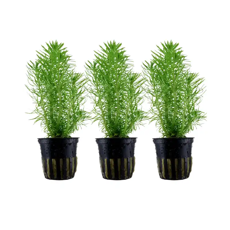 Begrenztes Angebot Aquarium Pflanze 3 Stück Pogostemon erectus Wasserpflanze Tropica Topf Nr.053F Set