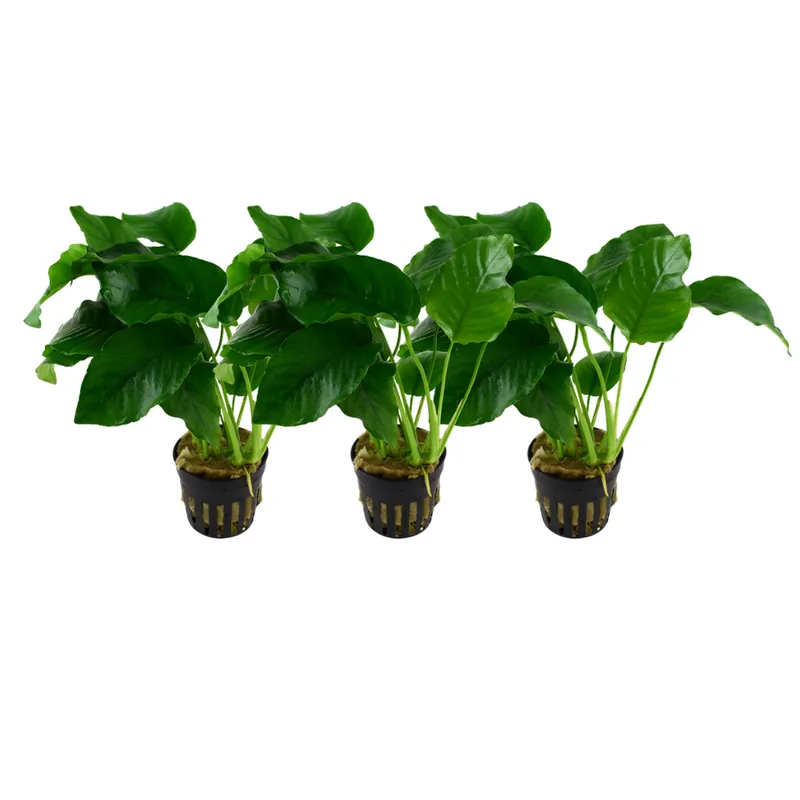 Bestpreis Aquarium Pflanze 3 Stück Anubias barteri var.barteri Wasserpflanze Topf Nr.301A Set