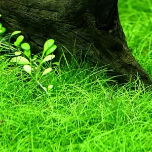 Aquarium Pflanze 10 Stück Eleocharis parvula Wasserpflanze Topf Nr.332C Set Versand Am Gleichen Tag
