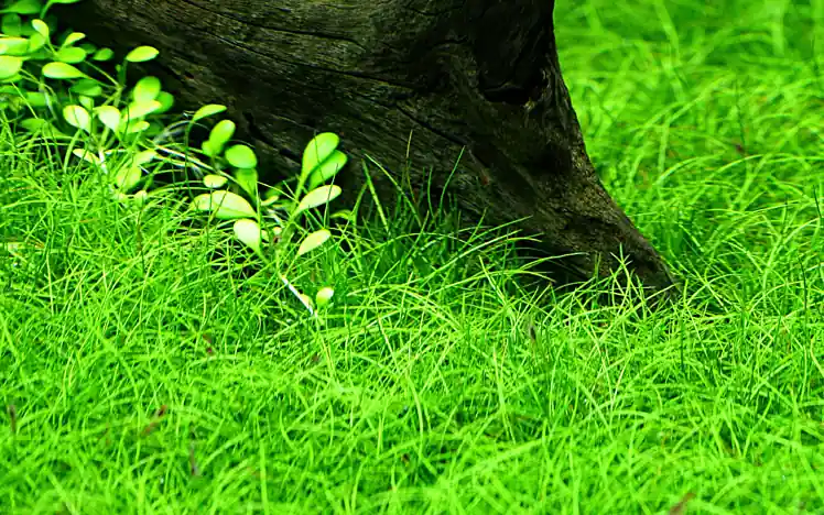 Aquarium Pflanze 10 Stück Eleocharis parvula Wasserpflanze Topf Nr.332C Set Versand Am Gleichen Tag