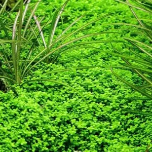 Aquarium Pflanze 10 Stück Hemianthus callitrichoides Wasserpflanze Nr.048B Set Online Kaufen