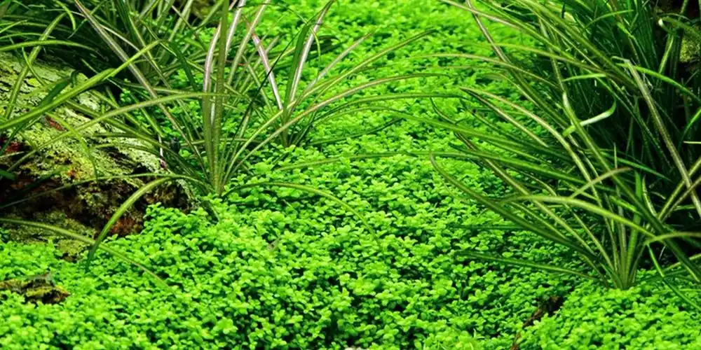 Aquarium Pflanze 10 Stück Hemianthus callitrichoides Wasserpflanze Nr.048B Set Online Kaufen