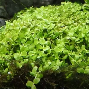 Aquarium Pflanze 10 Stück Micranthemum tweediei 'Monte Carlo' Wasserpflanze Nr.325 Set Neu
