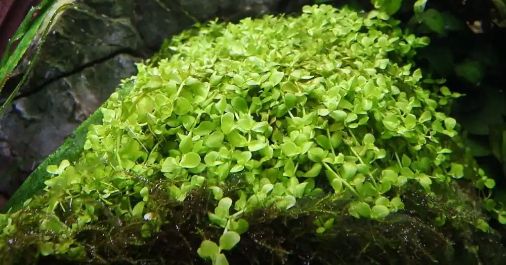 Aquarium Pflanze 10 Stück Micranthemum tweediei 'Monte Carlo' Wasserpflanze Nr.325 Set Neu