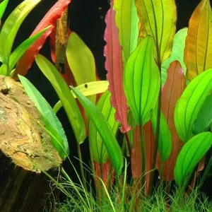 Aquarium Pflanze Echinodorus 'Red Diamond' Nr.374D Markenprodukt