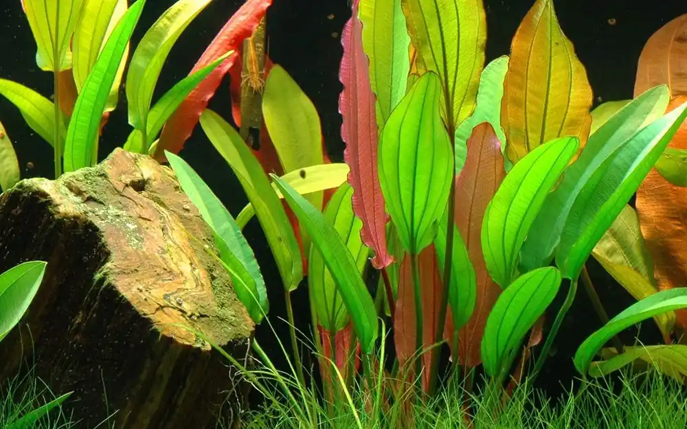 Aquarium Pflanze Echinodorus 'Red Diamond' Nr.374D Markenprodukt