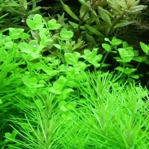 Aquarium Pflanze Micranthemum umbrosum Nr.348 Mega-Angebot