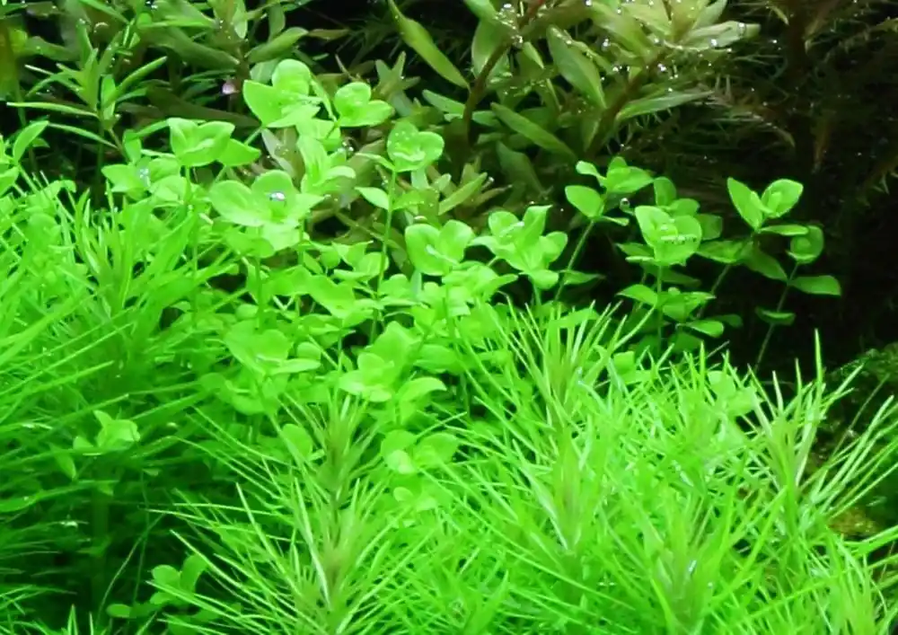 Aquarium Pflanze Micranthemum umbrosum Nr.348 Mega-Angebot