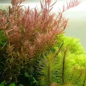 Aquarium Pflanze Rotala rotundifolia Nr.033 Begrenztes Angebot