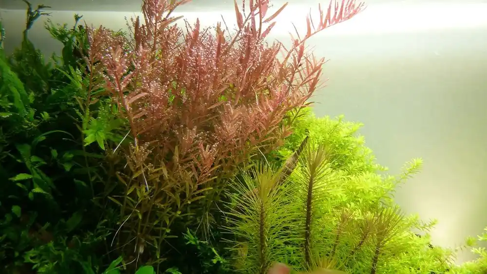 Aquarium Pflanze Rotala rotundifolia Nr.033 Begrenztes Angebot