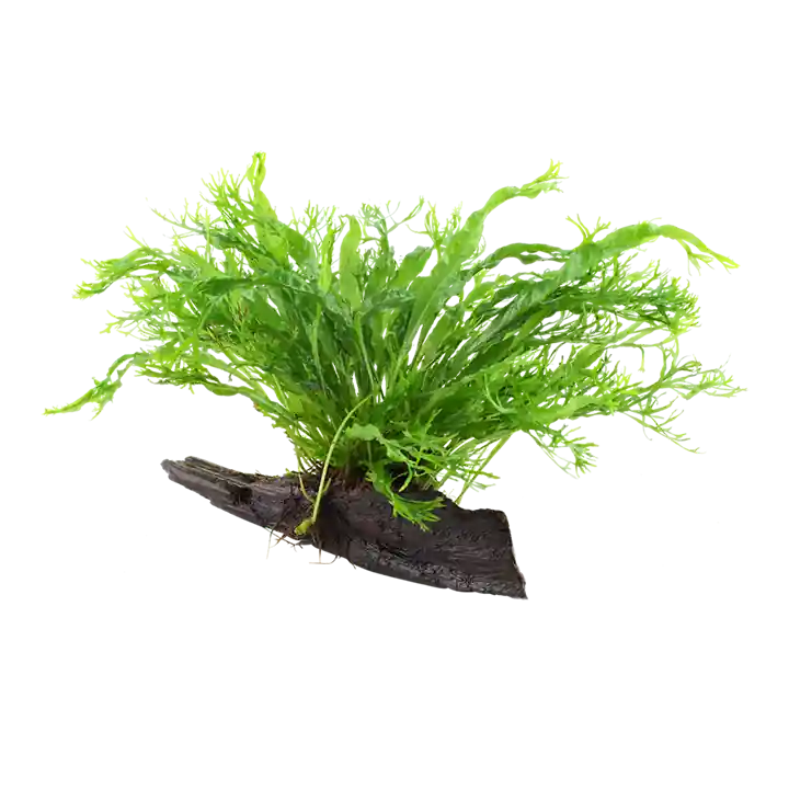 Aquarium Pflanze Microsorum pteropus 'Windeløv' auf Wurzel Tropica Nr.008B YWS Top-Angebot
