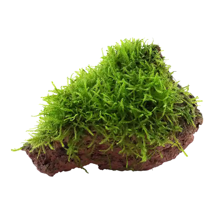 Beliebt Aquarium Pflanze Taxiphyllum barbieri auf Lavastein Tropica Nr.003 YLS