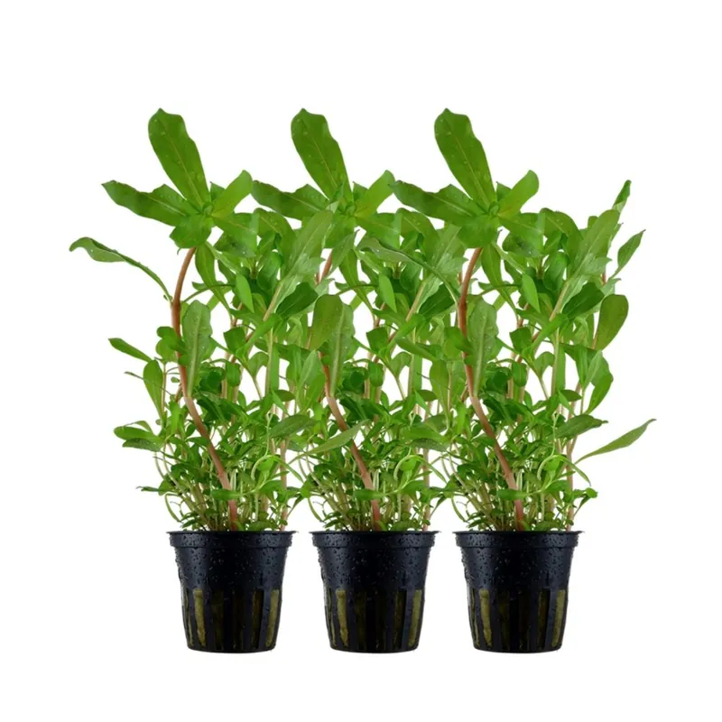 Aquarium Pflanze 3 Stück Ammannia crassicaulis Nr.033B Nur Für Kurze Zeit
