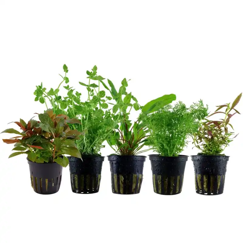 Ausverkauf Pflanzen Set mit 5 Mittelgrund Wasserpflanzen Nr.140