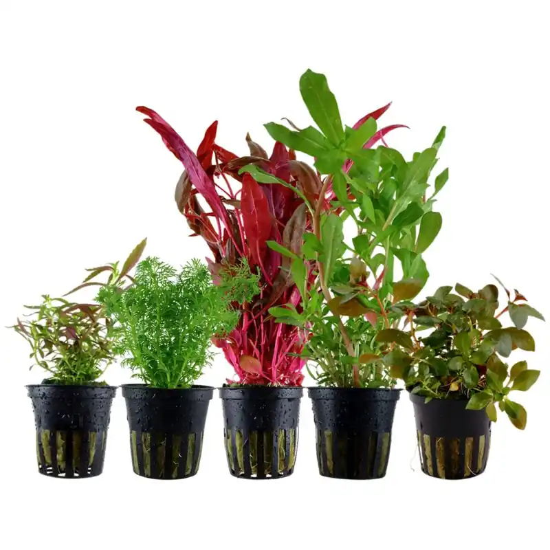 'Buntes' Set mit 5 Topf Pflanzen Aquariumpflanzen Set Nr.144 Billig