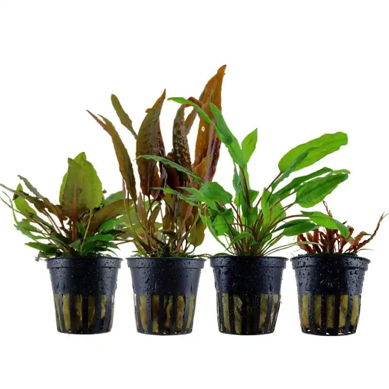 Pflanzen Set mit 4 Cryptocoryne Aquariumpflanzen Set Nr.145 Neu Im Sortiment