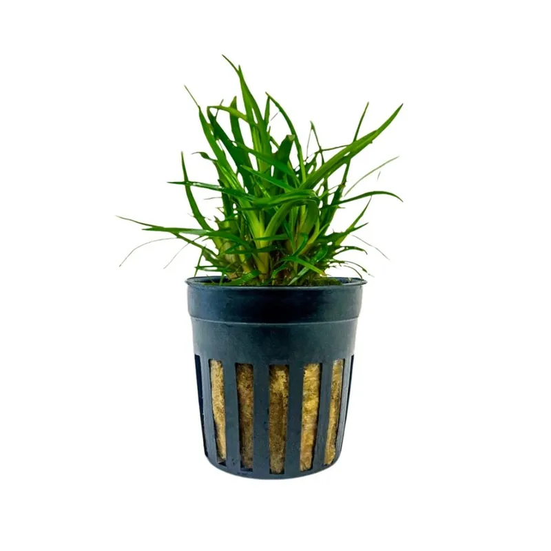 Aquarium Pflanze Eriocaulon sp. 'Vietnam' Topf Nr.391A Nur Heute