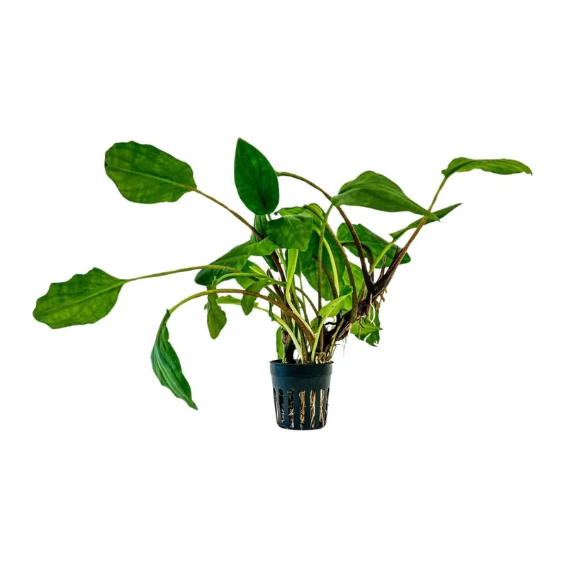 Aquarium Pflanze Lagenandra sp green Topf Nr.304 Expressversand