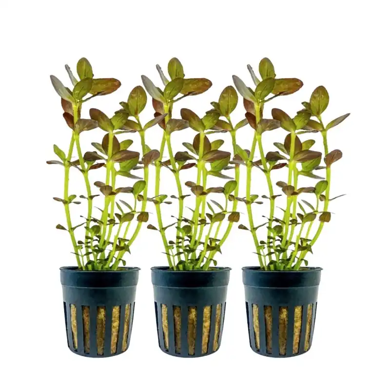 Aquarium Pflanze 3 Stück Bacopa salzmannii purple Nr.343B Schneller Versand