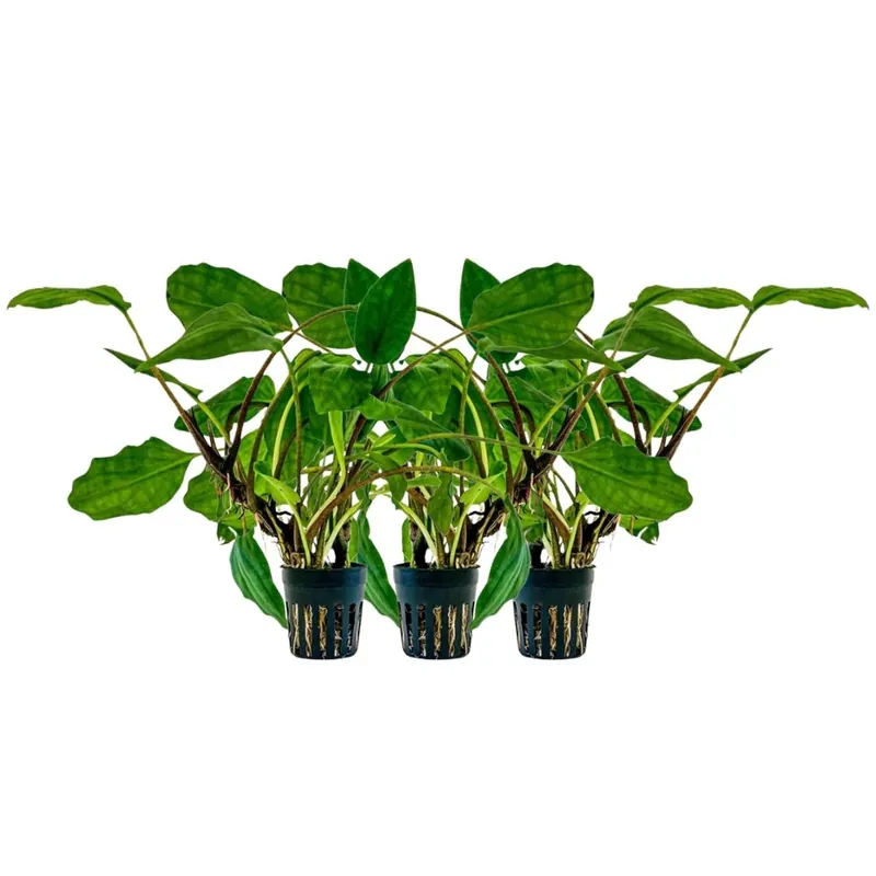 Aquarium Pflanze 3 Stück Lagenandra sp green Topf Nr.304 Sale