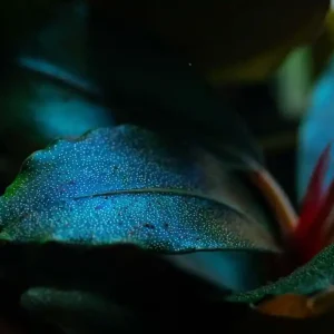 Aquariumpflanze Bucephalandra sordidula 'Blue red' Nr.139D Direktkauf