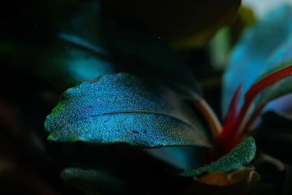 Aquariumpflanze Bucephalandra sordidula 'Blue red' Nr.139D Direktkauf