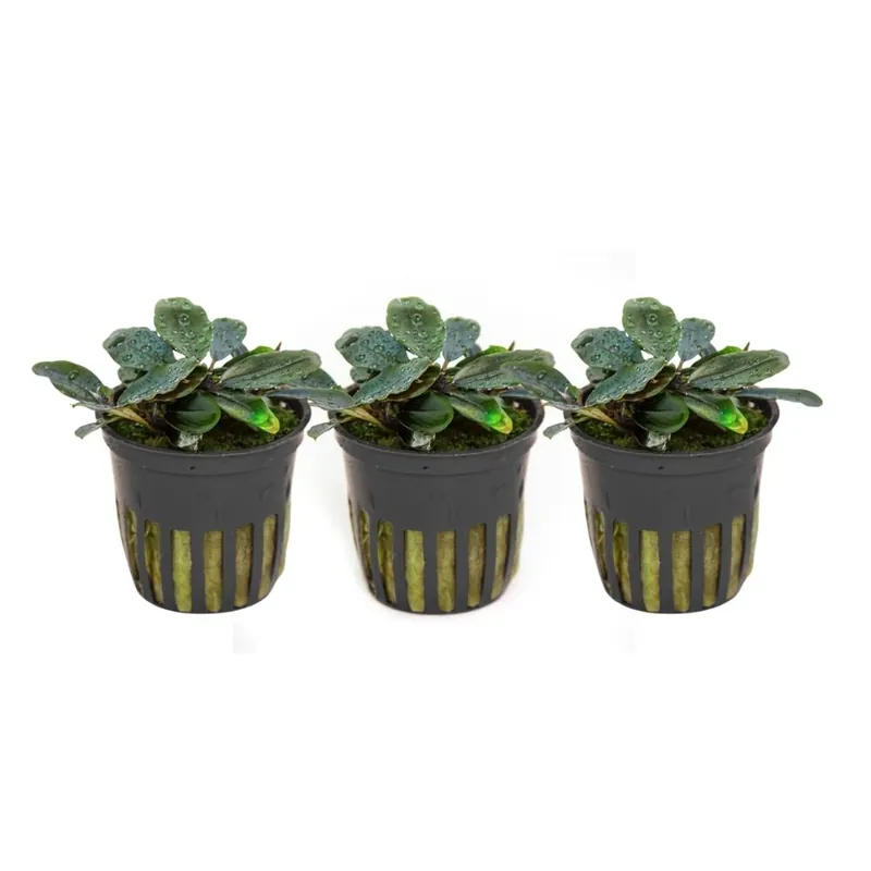 Aquarium Pflanze 3 Stück Bucephalandra sordidula 'Blue red' Wasserpflanze Tropica Nr.139D Set Must-Have