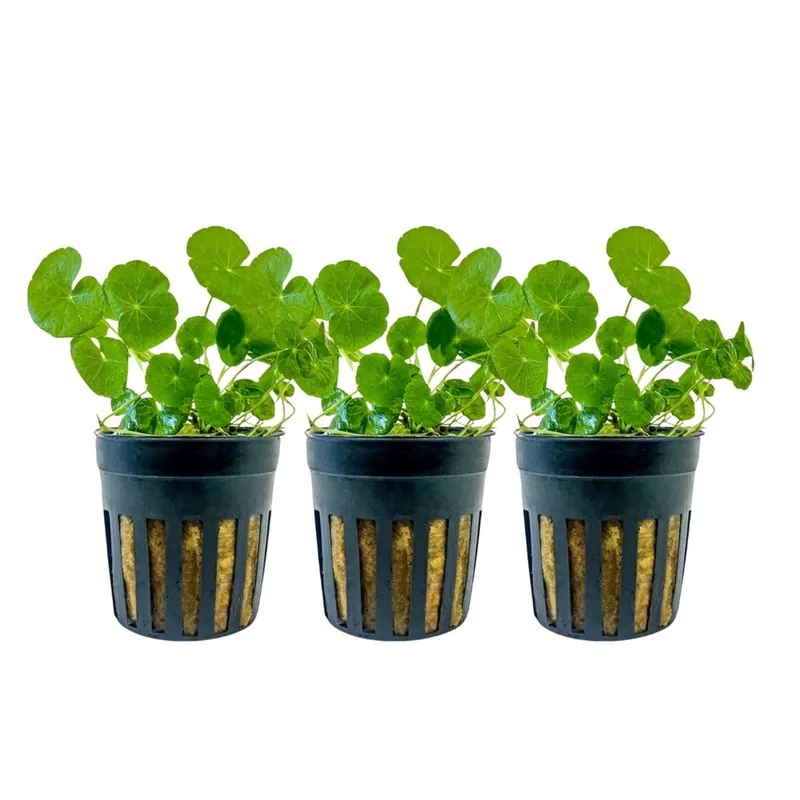 Top-Preis Aquarium Pflanze 3 Stück Hydrocotyle leucocephala Wasserpflanze Topf Nr.339L Set