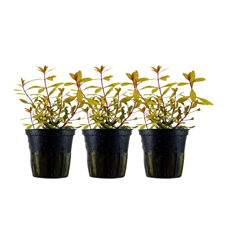 Aquarium Pflanze 3 Stück Ammannia pedicellata Gold Nr.333G Aktuell