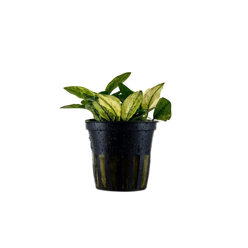 Aquariumpflanze Anubias nana 'Pinto' Nr.301E Beliebt