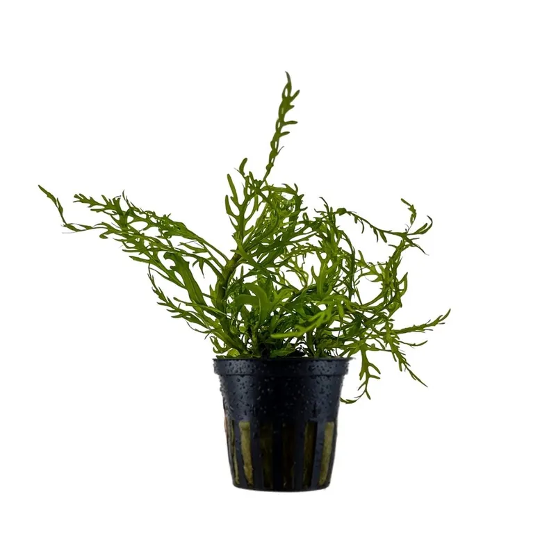 Aquarium Pflanze Hygrophila Odora 'Difformis' Wasserpflanzen Nr.051D Knallerangebot