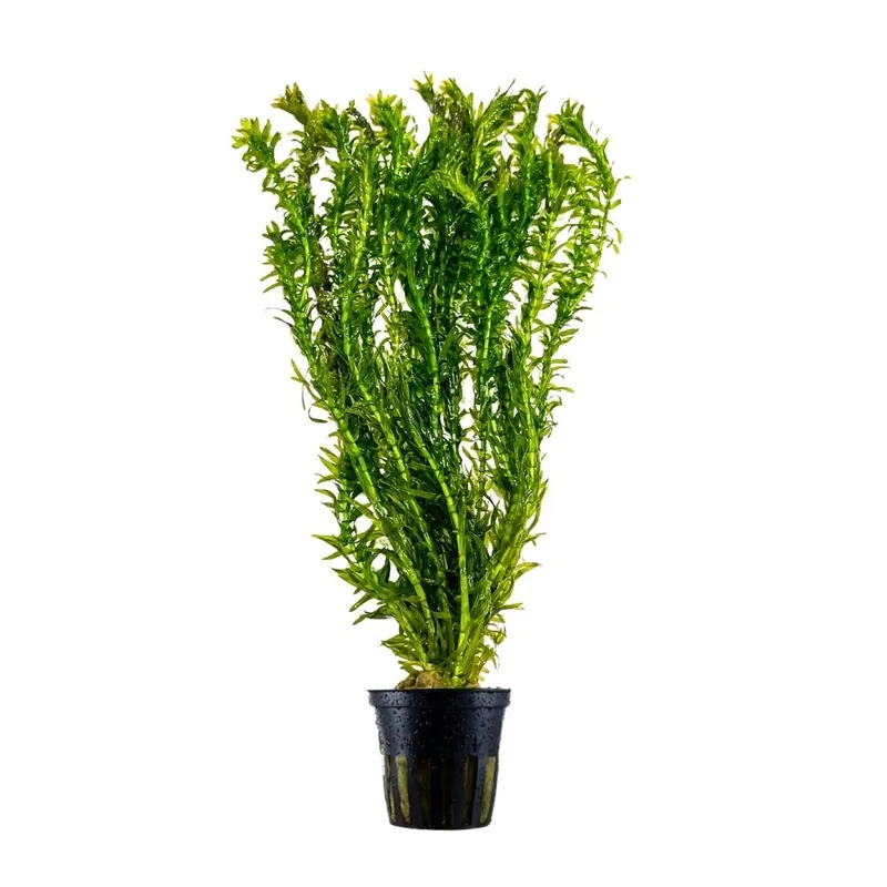 Aquarium Pflanze Elodea canadensis Nr.312 Beliebt