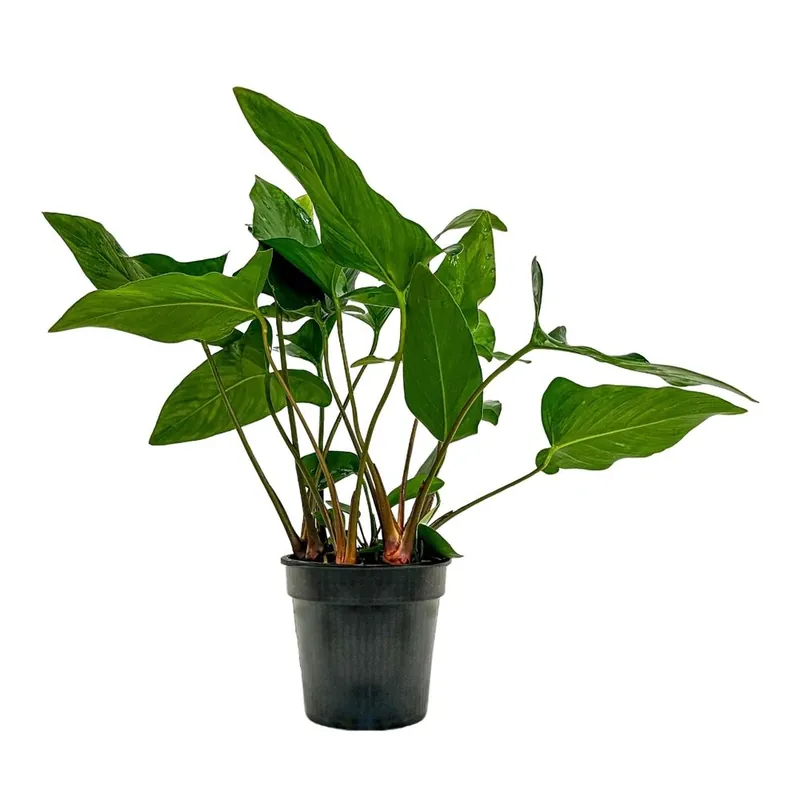 Mutterpflanze Aquariumpflanze Anubias hastifolia Nr.301H XL Schnäppchen