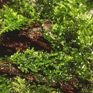 Markenprodukt Aquarium Pflanze In Vitro 1 Stück Moos Riccardia chamedryfolia Wasserpflanze Nr.003D TC