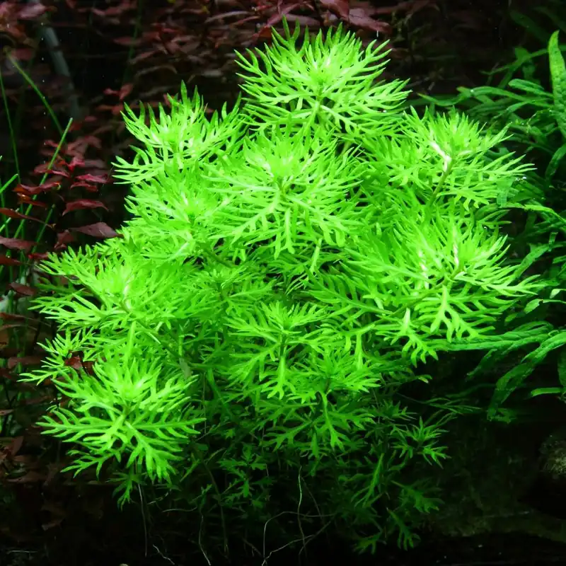 Aquarium Pflanze Hottonia palustris Tropica Nr.027 TC in Vitro Günstig