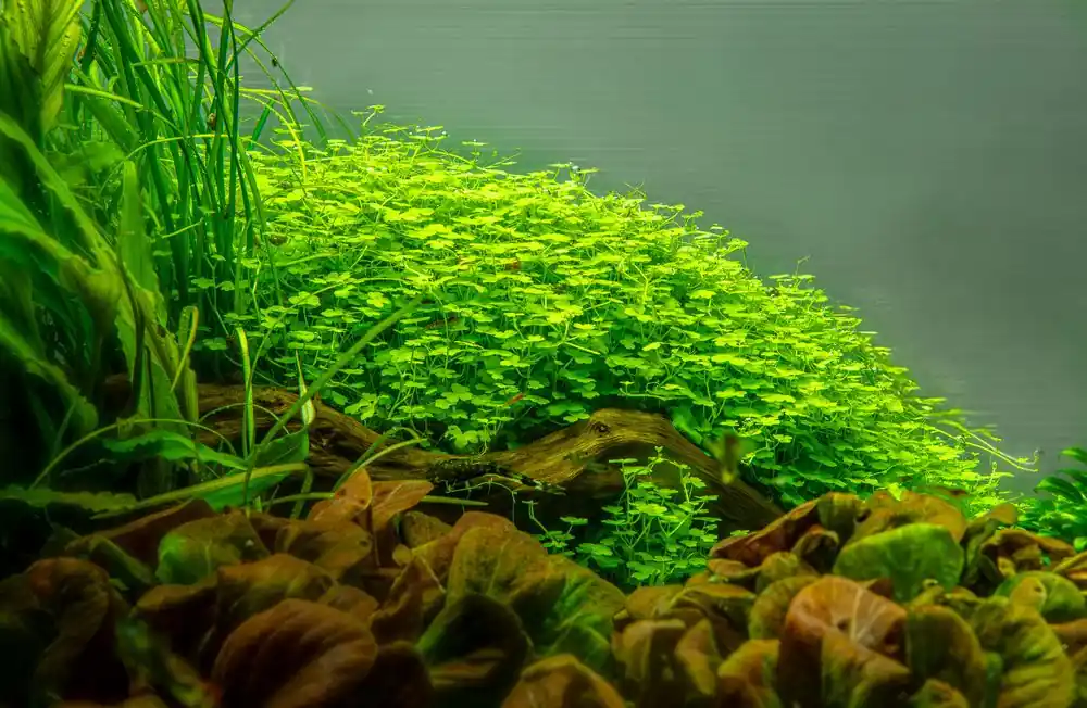 Billig Aquarium Pflanze Hydrocotyle tripartita Tropica Nr.039B TC in Vitro