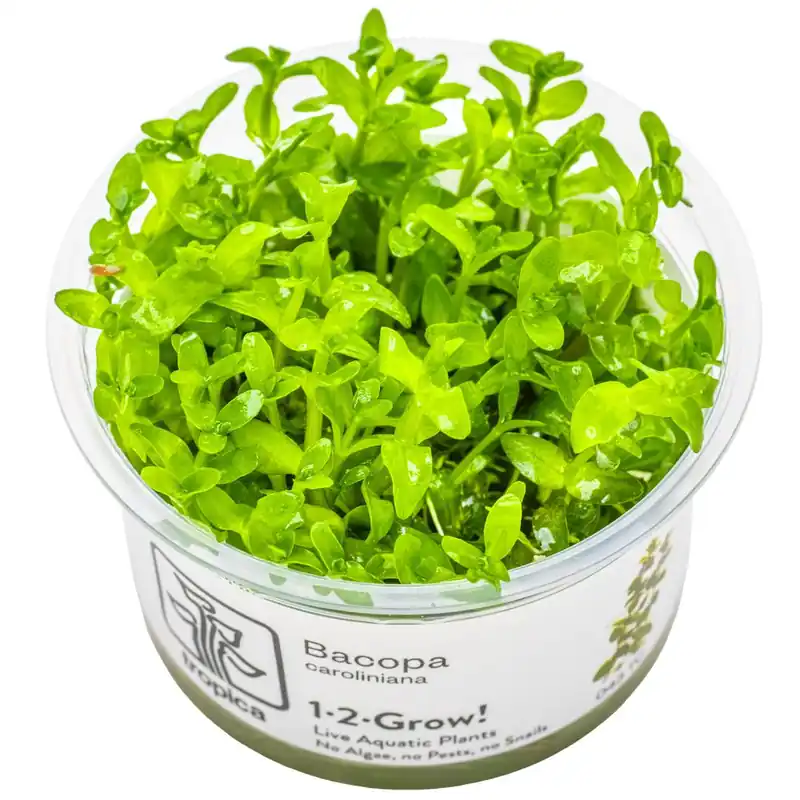 Neue Ware Aquarium Pflanze Bacopa caroliniana Tropica Nr.043 TC in Vitro