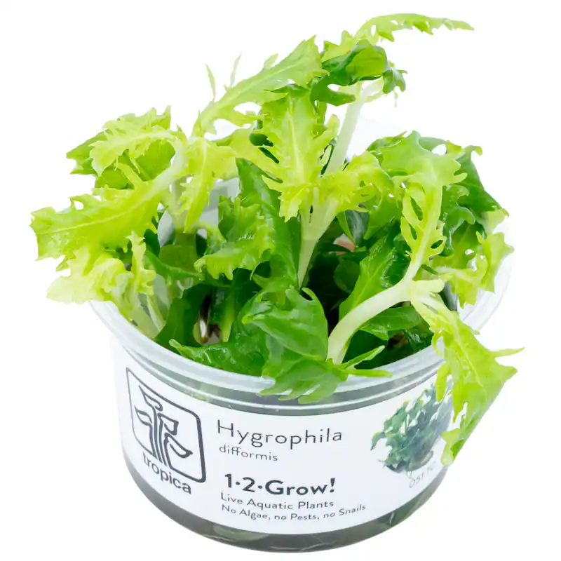 Saisonangebot Aquarium Pflanze Hygrophila difformis Tropica Nr.051 TC in Vitro